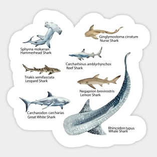 Sharks Galore Sticker